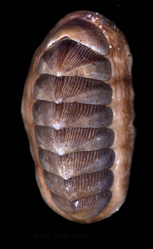 Chaetopleura angulata (Spengler, 1797)Specimen from SW Spain (actual size 50 mm).