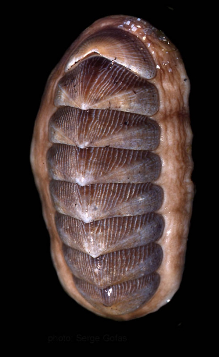Chaetopleura angulata (Spengler, 1797)Specimen from SW Spain (actual size 50 mm). Chaetopleura angulata (Spengler, 1797)Specimen from SW Spain (actual size 50 mm).