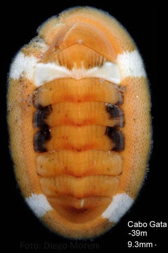 Chiton corallinus (Risso, 1826)Specimen from Cabo de Gata (-39 m), Spain (actual size 9.3 mm). Chiton corallinus (Risso, 1826)Specimen from Cabo de Gata (-39 m), Spain (actual size 9.3 mm).