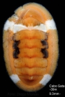 Chiton corallinus (Risso, 1826)Specimen from Cabo de Gata (-39 m), Spain (actual size 9.3 mm).
