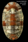 Chiton olivaceus Spengler, 1797 Specimen from Calaburras, Mlaga, Spain (actual size 25 mm).