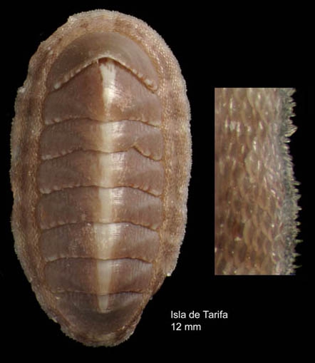 Chiton phaseolinus di Monterosato, 1879Specimen from Isla de Tarifa, Spain (actual size 11.5 mm).