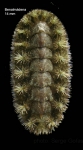 Acanthochitona crinita (Pennant, 1777)Specimen from Benalmádena, Spain (actual size 14 mm).