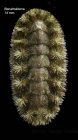 Acanthochitona crinita (Pennant, 1777)Specimen from Benalmena, Spain (actual size 14 mm).