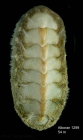 Acanthochitona discrepans (Brown, 1827)Specimen from Isla de Alboran (col. MNHN) (actual size 6.4 mm).