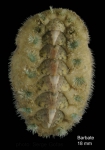 Acanthochitona fascicularis (Linnaeus, 1767)Specimen from Barbate, Spain (actual size 18 mm).