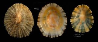 Patella depressa Pennant, 1777Specimens from Calahonda, Maga, Spain (actual sizes 30.0 and 41.0 mm). This is the easternmost Mediterranean locality.