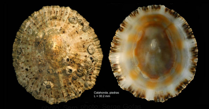 Patella rustica Linnaeus, 1758Specimen from Calahonda, Málaga, Spain (actual size 30.2 mm). Patella rustica Linnaeus, 1758Specimen from Calahonda, Málaga, Spain (actual size 30.2 mm).