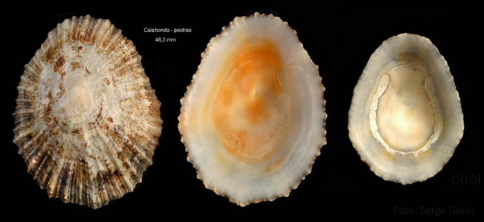 Patella ulyssiponensis Gmelin, 1791Specimens from Calahonda, Málaga, Spain (actual sizes 48.3 and 38.0 mm). Patella ulyssiponensis Gmelin, 1791Specimens from Calahonda, Málaga, Spain (actual sizes 48.3 and 38.0 mm).