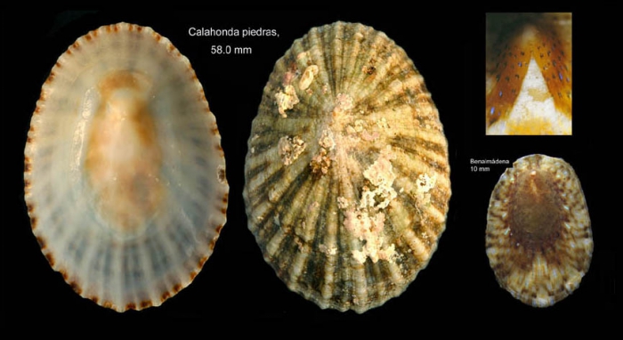 Cymbula nigra (da Costa, 1771)Adult specimen from Calahonda, Málaga, Spain (actual size 58 mm, and juvenile from Benalmádena, Spain (actual size 10 mm). Cymbula nigra (da Costa, 1771)Adult specimen from Calahonda, Málaga, Spain (actual size 58 mm, and juvenile from Benalmádena, Spain (actual size 10 mm).