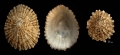 Mollusca (molluscs)