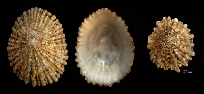 Patella ferruginea Gmelin, 1791Shells from Calahonda, Mlaga, Spain (actual sizes 60 and 36.3 mm). This is a critically endangered species along the coast of mainland Spain.