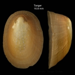 Ansates pellucida (Linnaeus, 1758)Shell from Tangiers, Morocco (col. MNHN) (actual size 16.8 mm). [