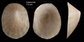 Tectura virginea (O.F. Mler, 1776)Shell from  Calahonda, Maga, Spain (actual size 7.8 mm).