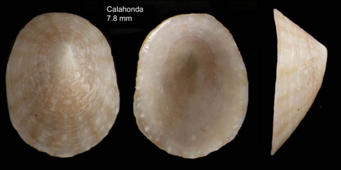 Tectura virginea (O.F. M�ller, 1776)Shell from  Calahonda, M�laga, Spain (actual size 7.8 mm).