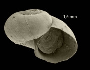 Choristella nofronii McLean, 1992Specimen from Isla de Albor, 190 m (col. MNCN, Fauna IV est. 312A) (actual diameter 1.6 mm).