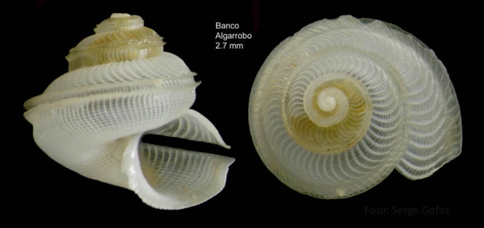 Anatoma aspera (Philippi, 1844)Specimen from Djibouti Banks, Alboran Sea, 350-365 m (actual size 2.7 mm). Anatoma aspera (Philippi, 1844)Specimen from Djibouti Banks, Alboran Sea, 350-365 m (actual size 2.7 mm).