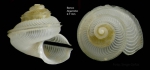 Anatoma aspera (Philippi, 1844)Specimen from Djibouti Banks, Alboran Sea, 350-365 m (actual size 2.7 mm).