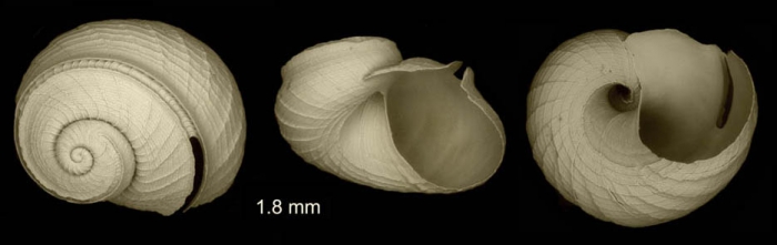 Scissurella costata d'Orbigny, 1824Specimen from Piedras del Charco, Almería, Spain (actual size 2 mm) [SEM]