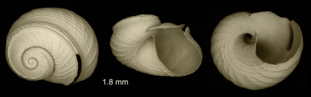 Scissurella costata d'Orbigny, 1824Specimen from Piedras del Charco, Almería, Spain (actual size 2 mm) [SEM]