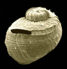 Sinezona cingulata (O. G. Costa, 1861)Shell from Isla de Terreros, Almera, Spain (actual size 0.7 mm)