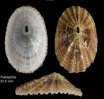 Diodora graeca (Linnaeus, 1758)Specimen from Benalmena, Spain (actual size 14 mm).