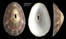 Fissurella nubecula (Linnaeus, 1758)Specimen from Calahonda, Maga, Spain (actual size 19.5 mm)