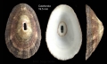 Mollusca (molluscs)