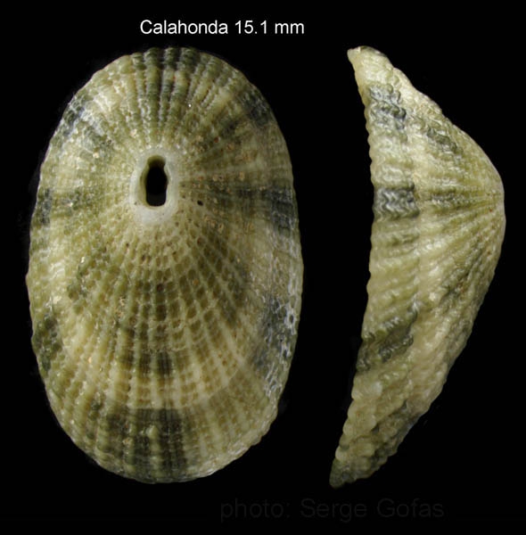 Diodora gibberula (Lamarck, 1822)Specimen from Calahonda, Málaga, Spain (actual size 15.1 mm). Diodora gibberula (Lamarck, 1822)Specimen from Calahonda, Málaga, Spain (actual size 15.1 mm).