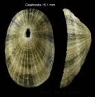 Diodora gibberula (Lamarck, 1822)Specimen from Calahonda, Málaga, Spain (actual size 15.1 mm).