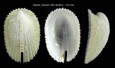 Emarginula adriatica Costa O.G., 1829Specimen from Isla de Alborán, 80 m (col. MNHN) (actual size 10.3 mm).