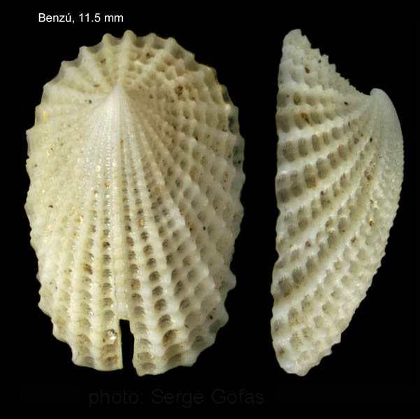 Emarginula octaviana Coen, 1939Specimen from Benzú, Ceuta, Strait of Gibraltar (actual size 11.5 mm). Emarginula octaviana Coen, 1939Specimen from Benzú, Ceuta, Strait of Gibraltar (actual size 11.5 mm).