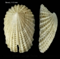 Mollusca (molluscs)