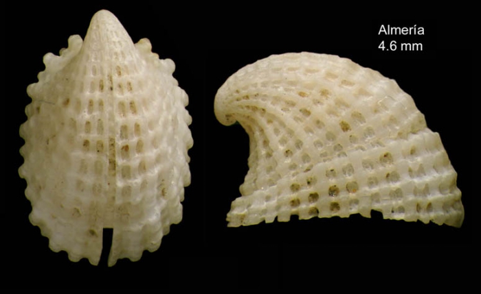Emarginula rosea Bell, 1824Specimen from Almería, Spain (actual size 4.6 mm). Emarginula rosea Bell, 1824Specimen from Almería, Spain (actual size 4.6 mm).