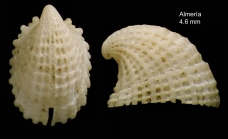 Emarginula rosea Bell, 1824Specimen from Almer, Spain (actual size 4.6 mm).