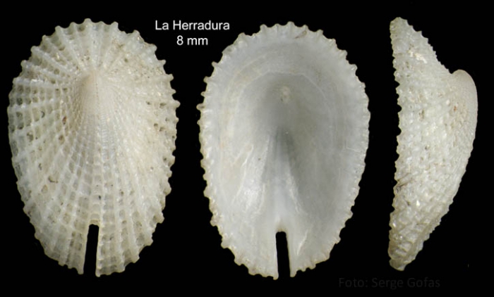Emarginula huzardii (Payraudeau, 1826)Specimen from La Herradura (-24 m), Granada, Spain (actual size 8 mm). Emarginula huzardii (Payraudeau, 1826)Specimen from La Herradura (-24 m), Granada, Spain (actual size 8 mm).