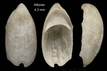 Zeidora naufraga Watson, 1883Shell from Isla de Albor (actual size 4.3 mm).