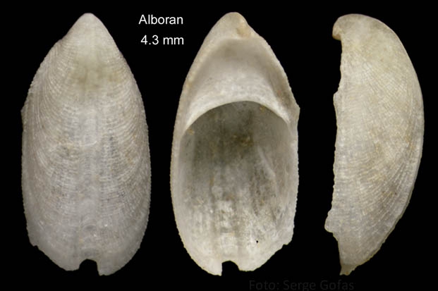 Zeidora naufraga Watson, 1883Shell from Isla de Alborán (actual size 4.3 mm). Zeidora naufraga Watson, 1883Shell from Isla de Alborán (actual size 4.3 mm).