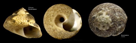 Gibbula varia (Linnaeus, 1758)Specimens from Benalmena, Spain (actual sizes 13.8 and 13.0 mm).