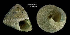 Gibbula leucophaea (Philippi, 1836)Specimen from Genoveses, Almer, Spain among Cymodocea beds (actual size 6.3 mm).