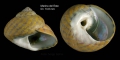 Mollusca (molluscs)