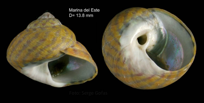Phorcus richardi (Payraudeau, 1826)Specimen from Marina del Este, Granada, Spain (actual size 13.8 mm).
