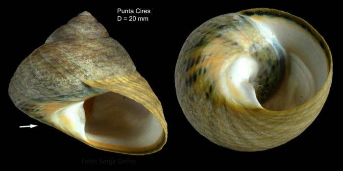 Osilinus sauciatus (Koch, 1845) Specimen from Punta Cires, Morocco (actual size 20 mm)