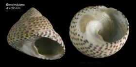 Osilinus turbinatus (Born, 1778) Specimen from Benalmena, Spain (actual size 22 mm).