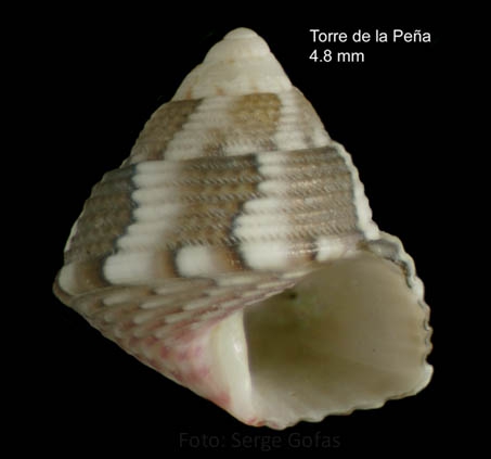 Jujubinus dispar Curini-Galletti, 1982Specimen from Torre de la Pea, Tarifa, Spain (actual size 4.8 mm)