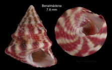 Jujubinus exasperatus (Pennant, 1777)Specimen from Benalmena, Spain (actual size 7.8 mm)
