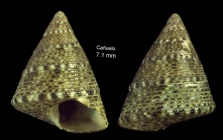 Jujubinus striatus (Linnaeus, 1758)Specimen from Caelo, Maga, Spain (actual size 7.1 mm)