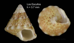 Jujubinus gravinae (Dautzenberg, 1881)Specimen from Los Escullos, Almera, Spain (actual size 3.7 mm).