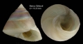 Callumbonella suturalis (Philippi, 1836) Specimen from Djibouti Banks (350-365 m), Alboran Sea (actual size 13.5 mm)