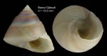 Callumbonella suturalis (Philippi, 1836) Specimen from Djibouti Banks (350-365 m), Alboran Sea (actual size 13.5 mm)